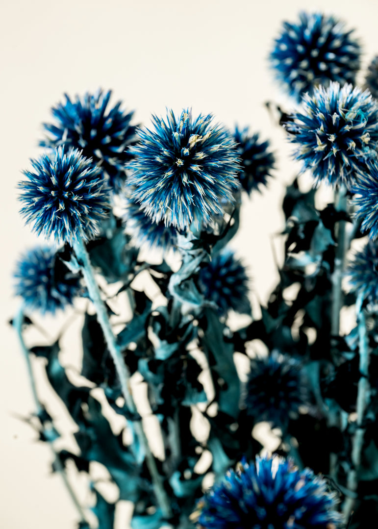 Dried Echinops Balls | Dried Echinops Globe Thistle | Preserved Nature Globe Thistle |Dusty Blue Flowers arrangement |Home | Wedding Decor