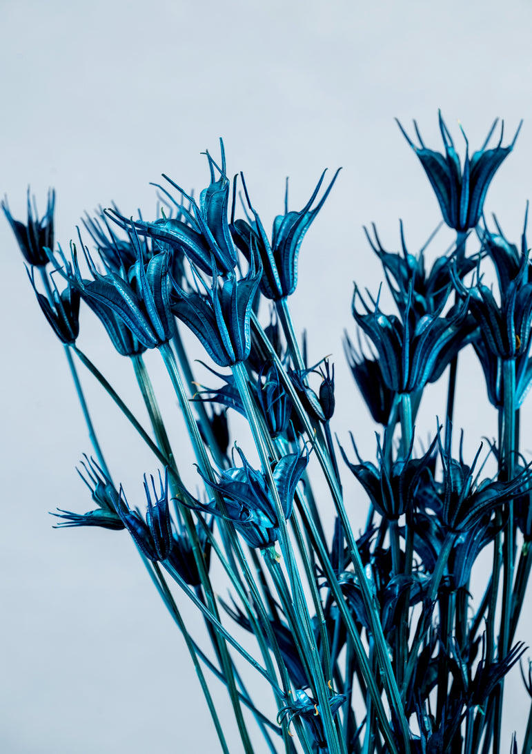 Preserved Nigella Orientalis | Dried Orientalis | Wedding Decor | Arrangement Decor | Home DIY