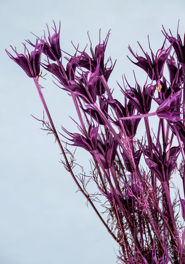 Preserved Nigella Orientalis | Dried Orientalis | Wedding Decor | Arrangement Decor | Home DIY