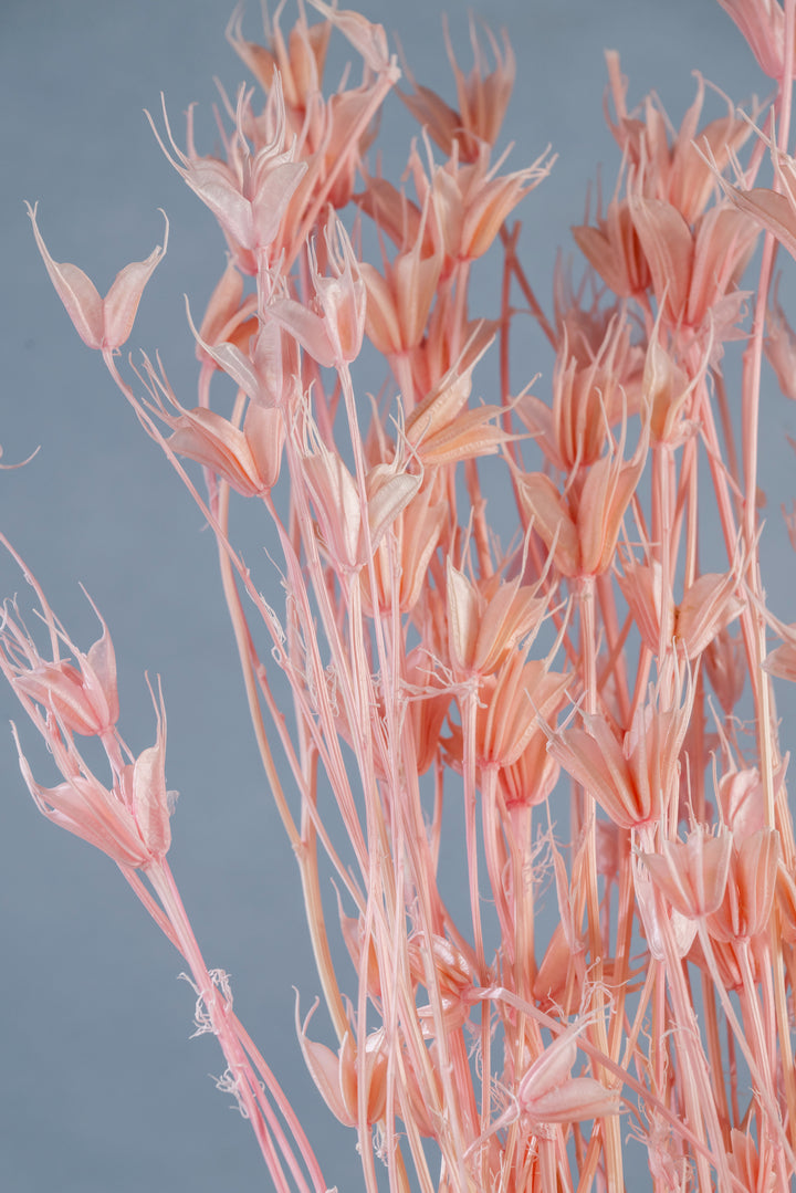 Preserved Nigella Orientalis | Dried Orientalis | Wedding Decor | Arrangement Decor | Home DIY