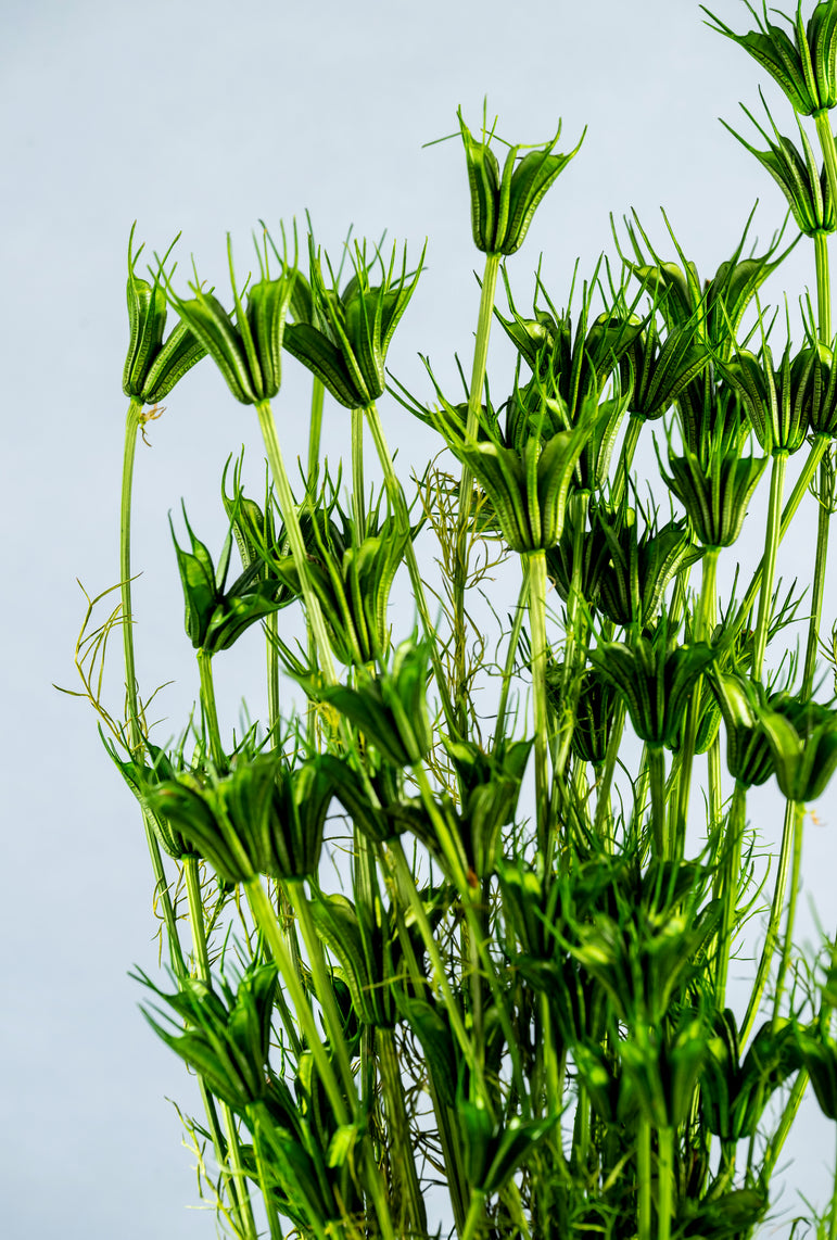 Preserved Nigella Orientalis | Dried Orientalis | Wedding Decor | Arrangement Decor | Home DIY