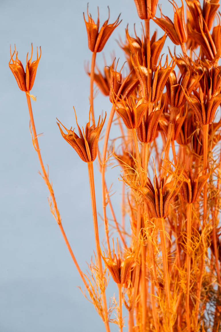 Preserved Nigella Orientalis | Dried Orientalis | Wedding Decor | Arrangement Decor | Home DIY