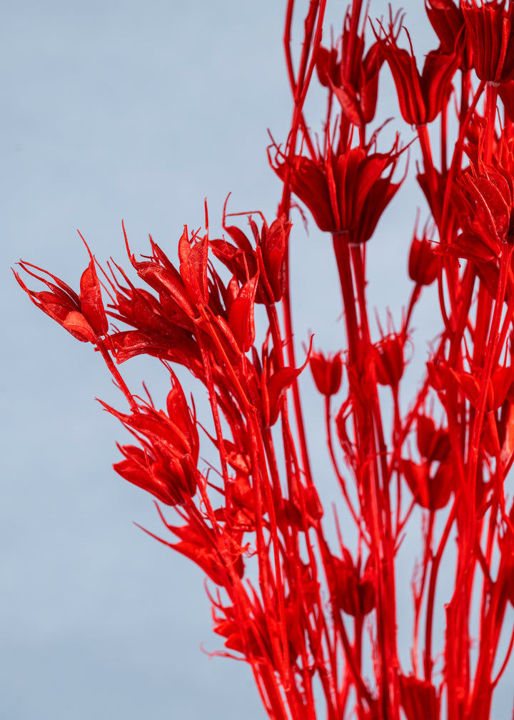 Preserved Nigella Orientalis | Dried Orientalis | Wedding Decor | Arrangement Decor | Home DIY