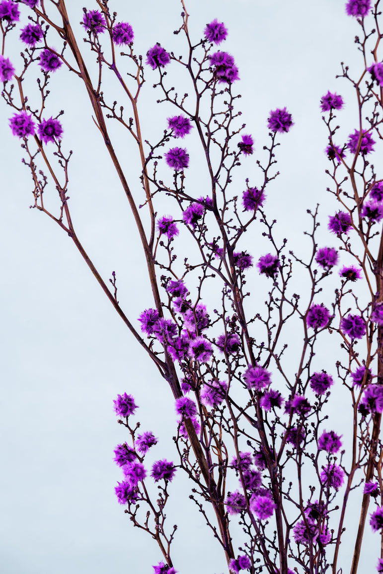 Preserved Stirlingia | Dried Natural Stringlia | Wedding Decor | Arrangement Decor | Home DIY