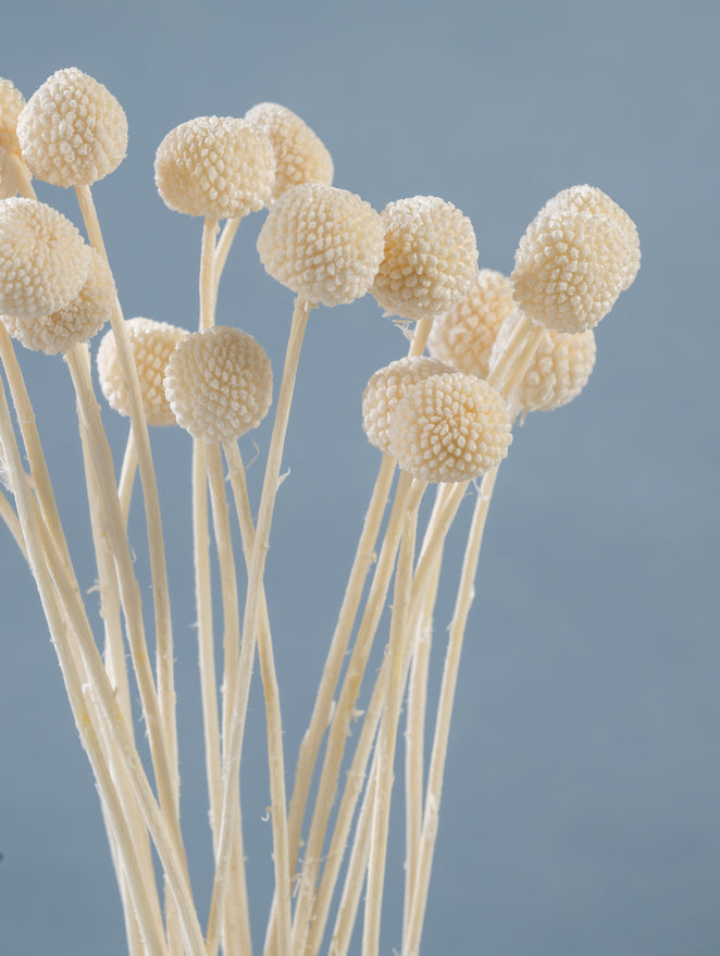 Dried Yellow Billy Button Balls | Dried Yellow Craspedia Globosa | Wedding | Home Decor | Flower Arrangement