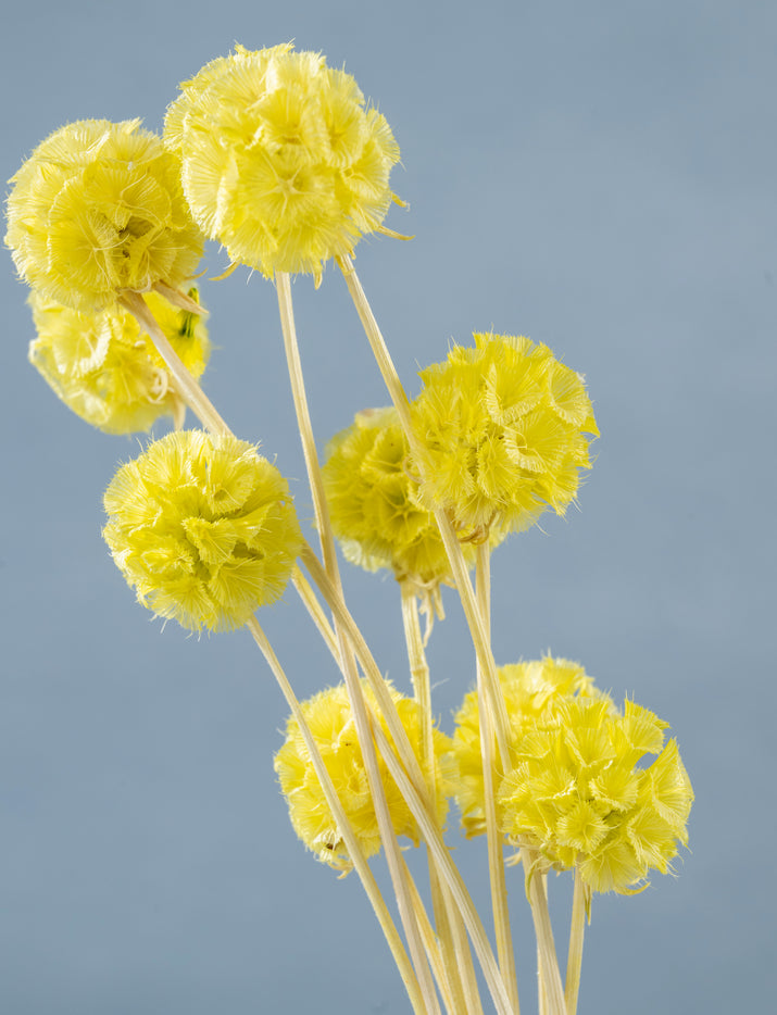 Preserved Flower Windmill fruit | Preserved Pristimera Cambodiana | Dry Florals | Flower Arrangement | Wedding Flower | Home Decor