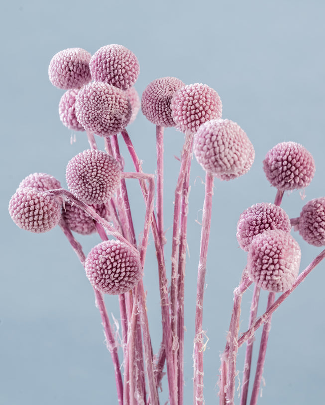 Dried Yellow Billy Button Balls | Dried Yellow Craspedia Globosa | Wedding | Home Decor | Flower Arrangement