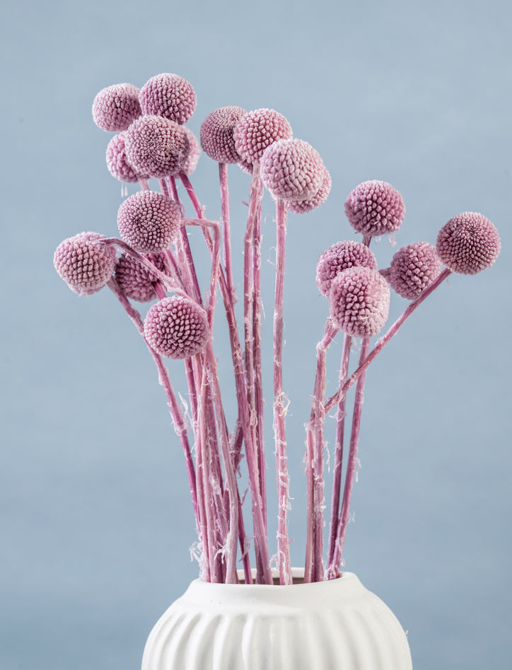 Dried Yellow Billy Button Balls | Dried Yellow Craspedia Globosa | Wedding | Home Decor | Flower Arrangement