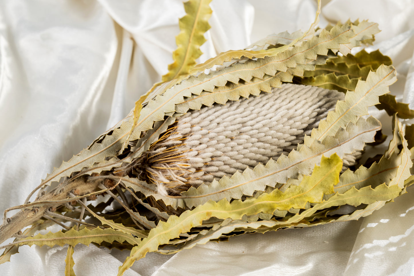 Preserved Banksia | Banksia Bush | Natural Protea Flower | Wedding Decor | Arrangement Decor | Home DIY