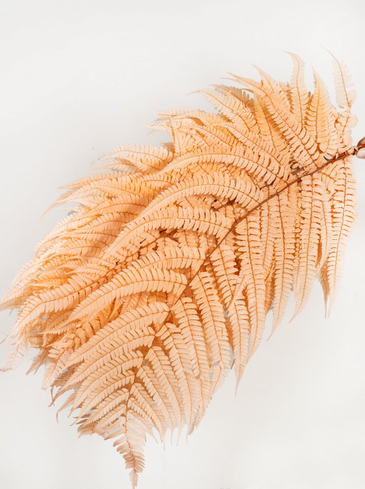 Dried Long Fern Leaves - 10 stems | Preserved Fern |  Dry Florals | Flower Arrangement | Wedding Flower | Home Decor