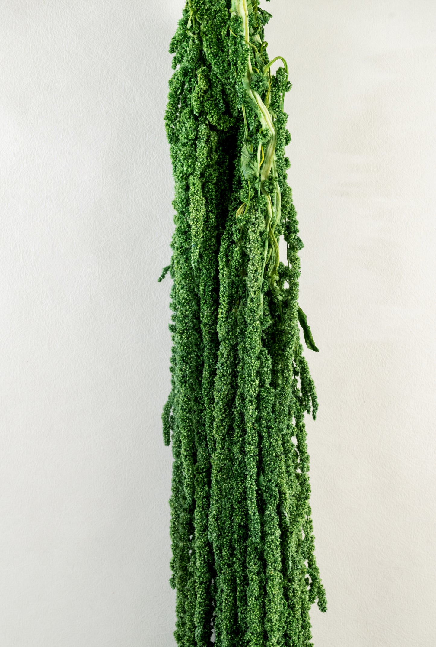 Preserved Amaranthus | Dried Hanging Amaranthus | Dry Florals | Flower Arrangement | Wedding Flower | Home Decor