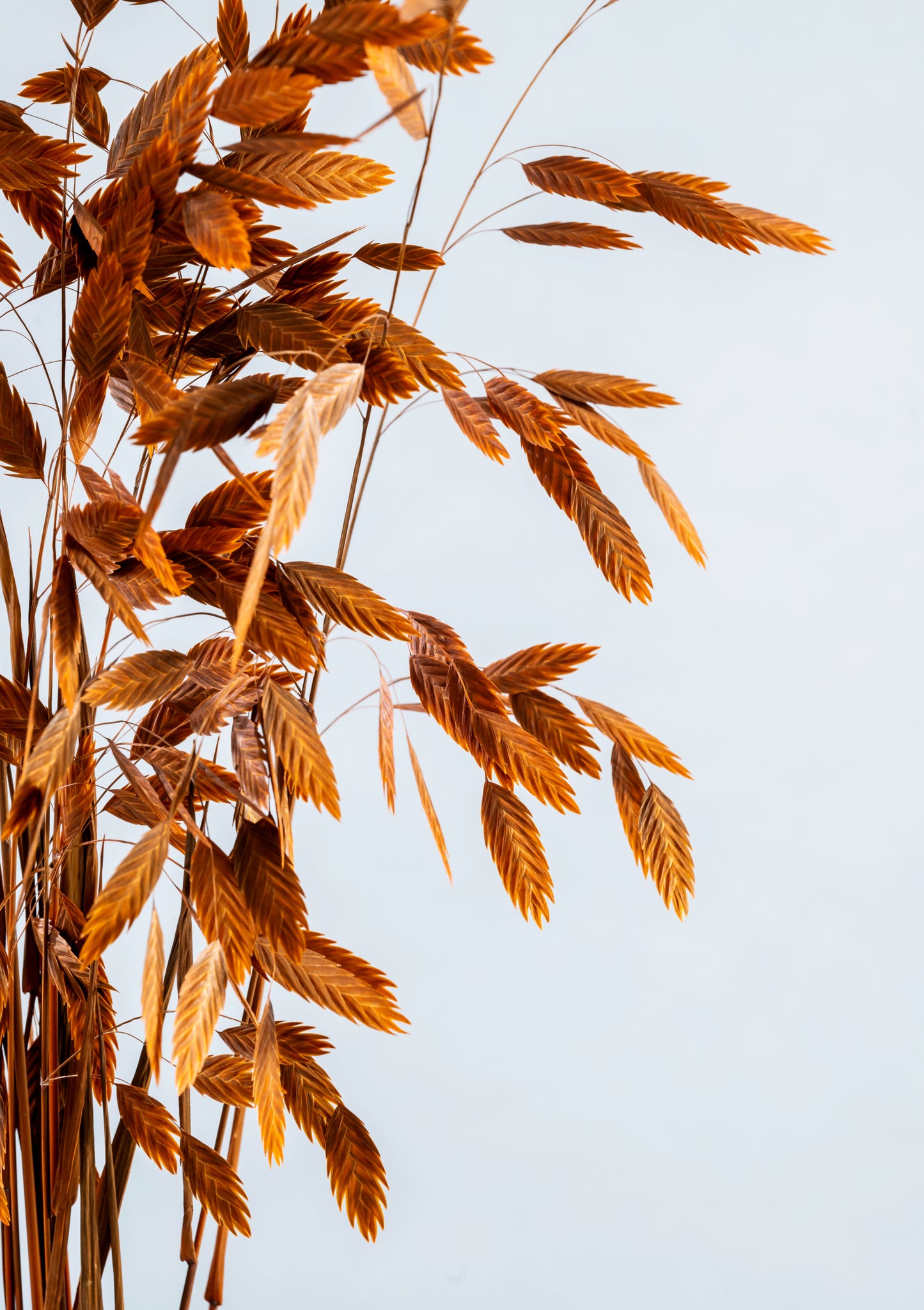 Dried Grass Bundle | Dried Chasmanthium grass | Preserved Chasmanthium Flower | Dry Florals | Flower Arrangement | Wedding Flower | Home Decor