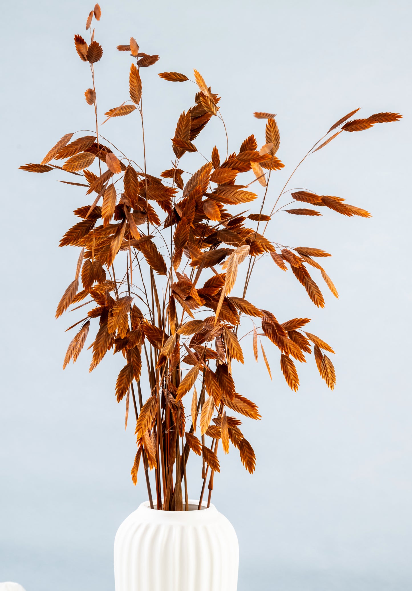 Dried Grass Bundle | Dried Chasmanthium grass | Preserved Chasmanthium Flower | Dry Florals | Flower Arrangement | Wedding Flower | Home Decor