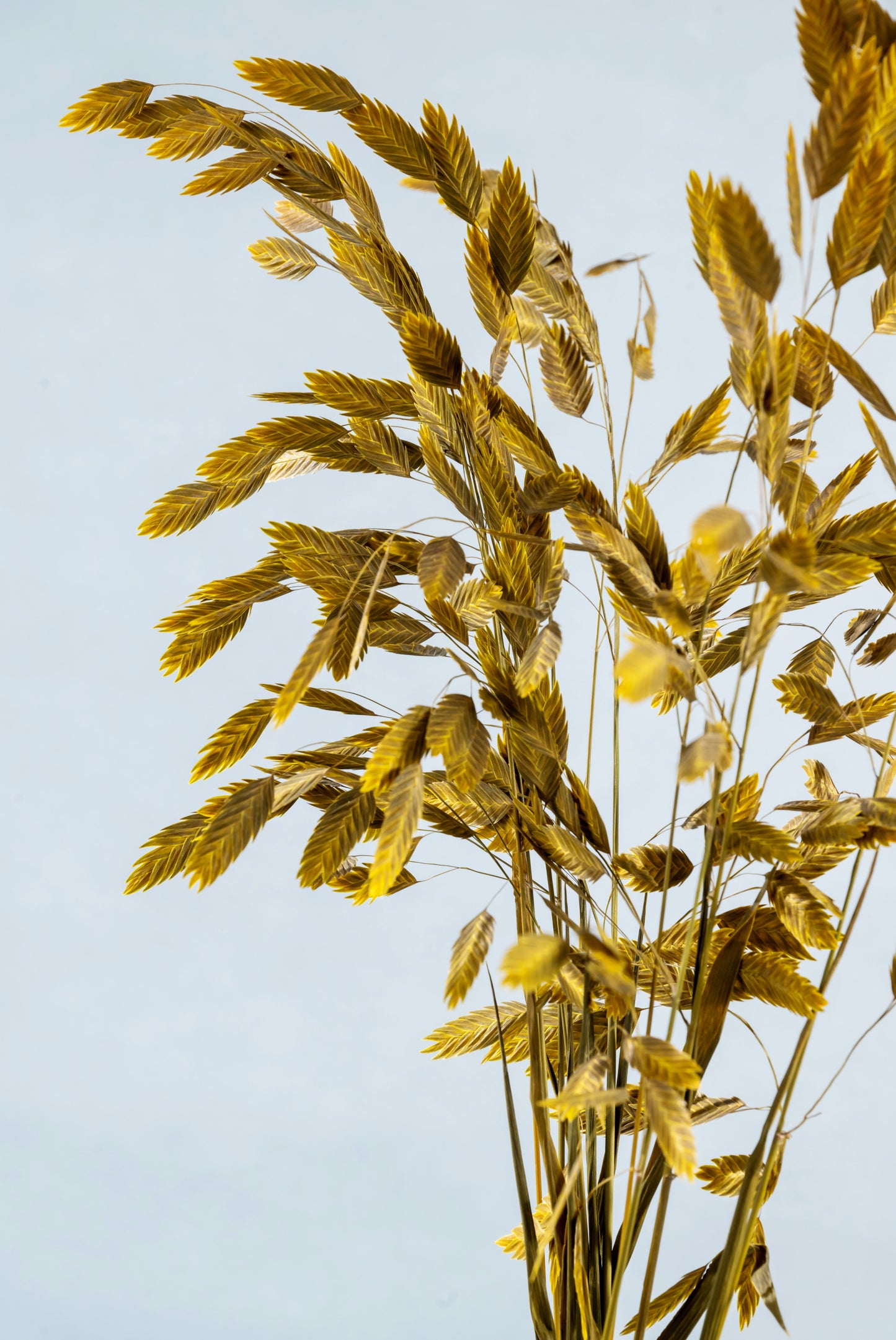 Dried Grass Bundle | Dried Chasmanthium grass | Preserved Chasmanthium Flower | Dry Florals | Flower Arrangement | Wedding Flower | Home Decor