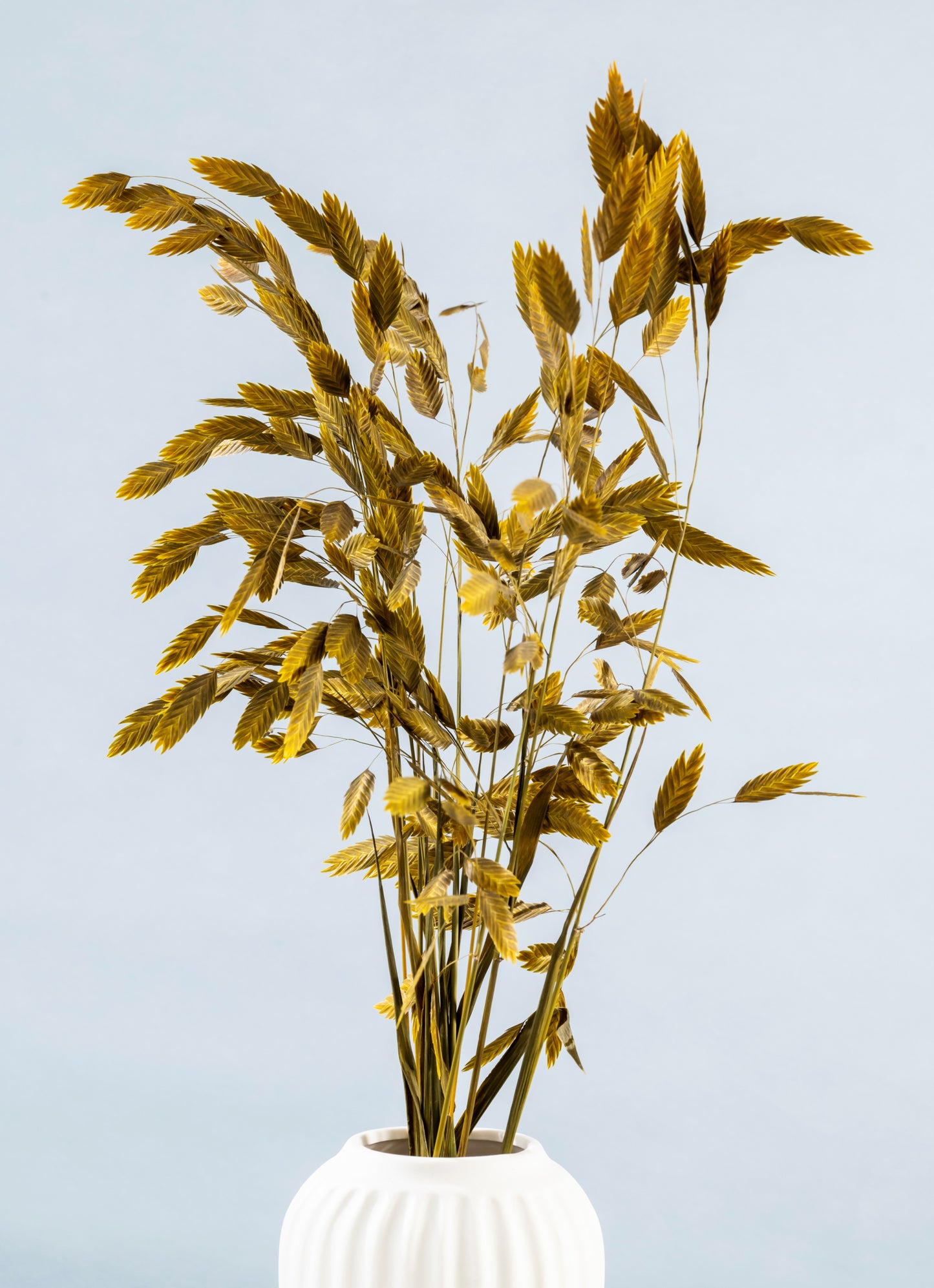 Dried Grass Bundle | Dried Chasmanthium grass | Preserved Chasmanthium Flower | Dry Florals | Flower Arrangement | Wedding Flower | Home Decor