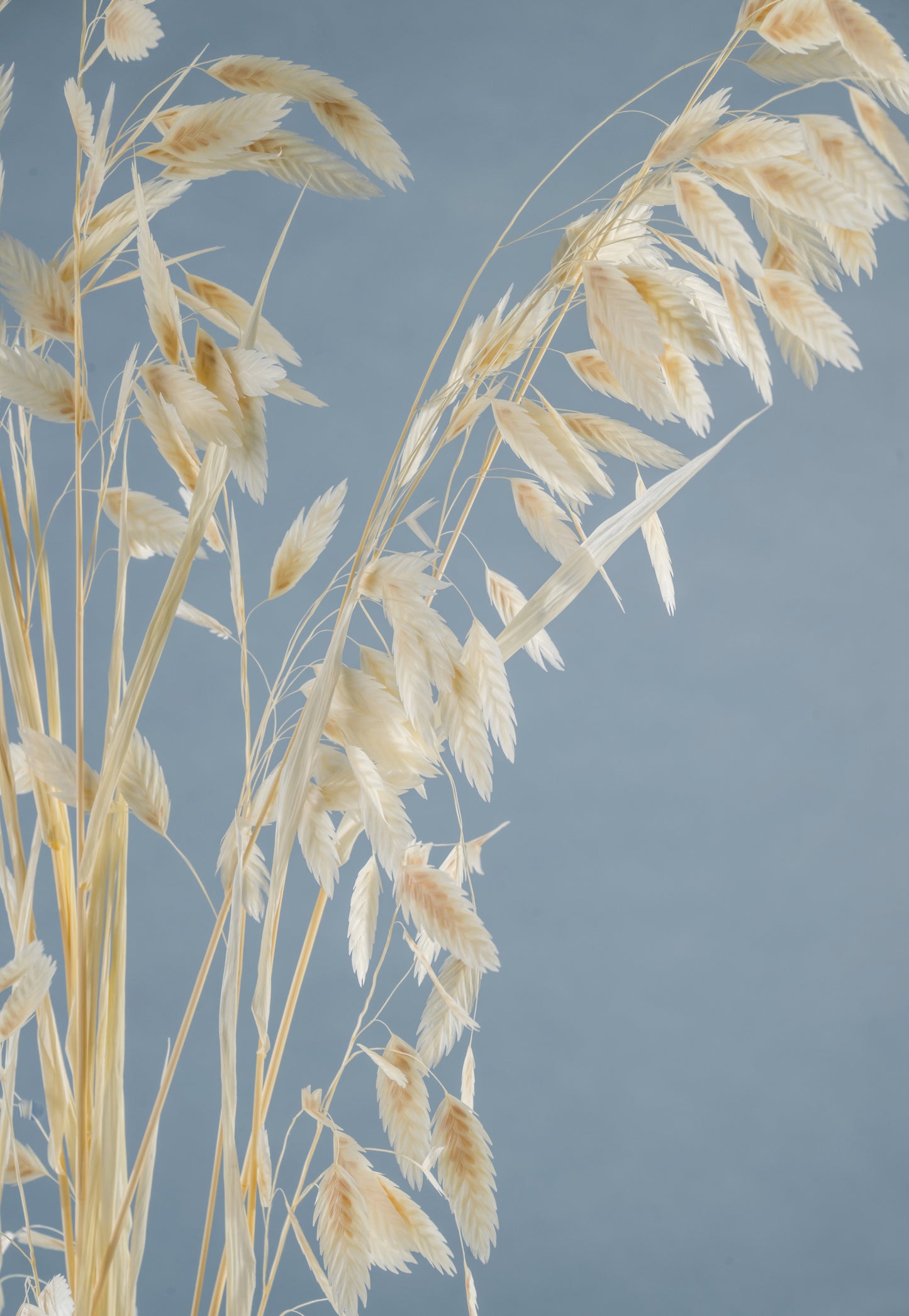 Dried Grass Bundle | Dried Chasmanthium grass | Preserved Chasmanthium Flower | Dry Florals | Flower Arrangement | Wedding Flower | Home Decor