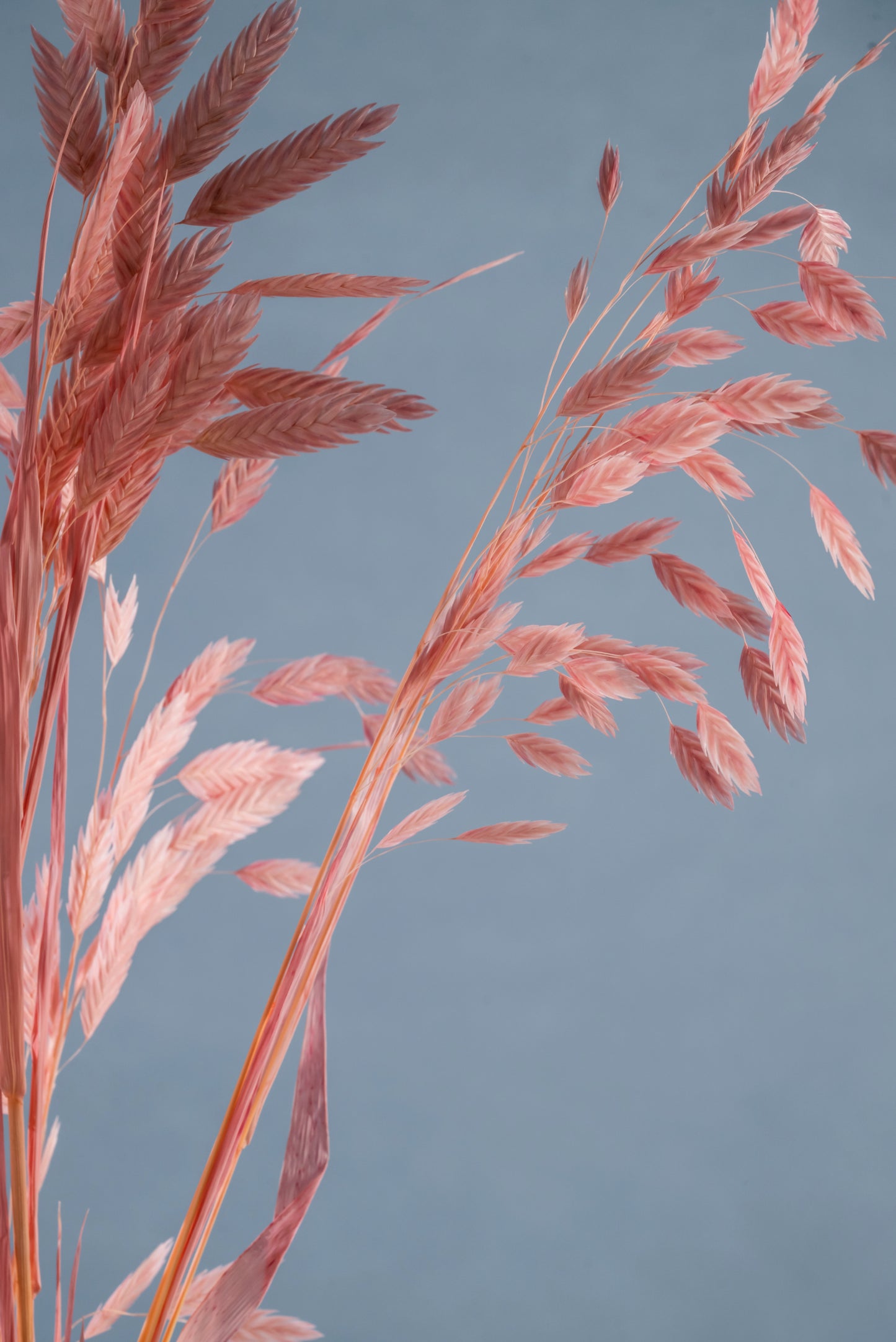 Dried Grass Bundle | Dried Chasmanthium grass | Preserved Chasmanthium Flower | Dry Florals | Flower Arrangement | Wedding Flower | Home Decor