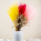 Dried Pampas Grass | Dried Reed Grass | Horsetail Whisk | Dry Florals | Flower Arrangement | Wedding Flower | Home Decor