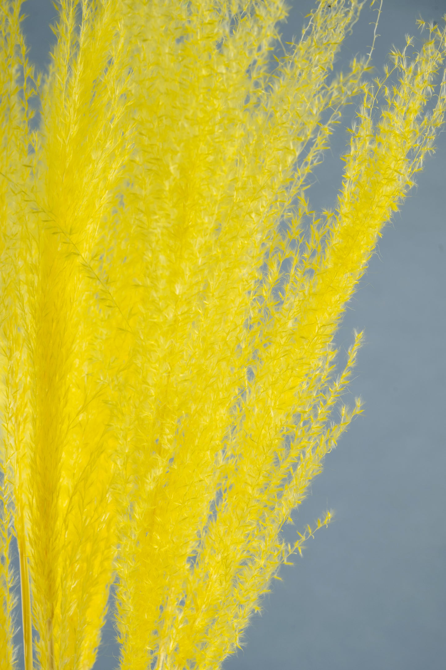 Dried Pampas Grass | Dried Reed Grass | Horsetail Whisk | Dry Florals | Flower Arrangement | Wedding Flower | Home Decor