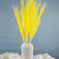 Dried Pampas Grass | Dried Reed Grass | Horsetail Whisk | Dry Florals | Flower Arrangement | Wedding Flower | Home Decor