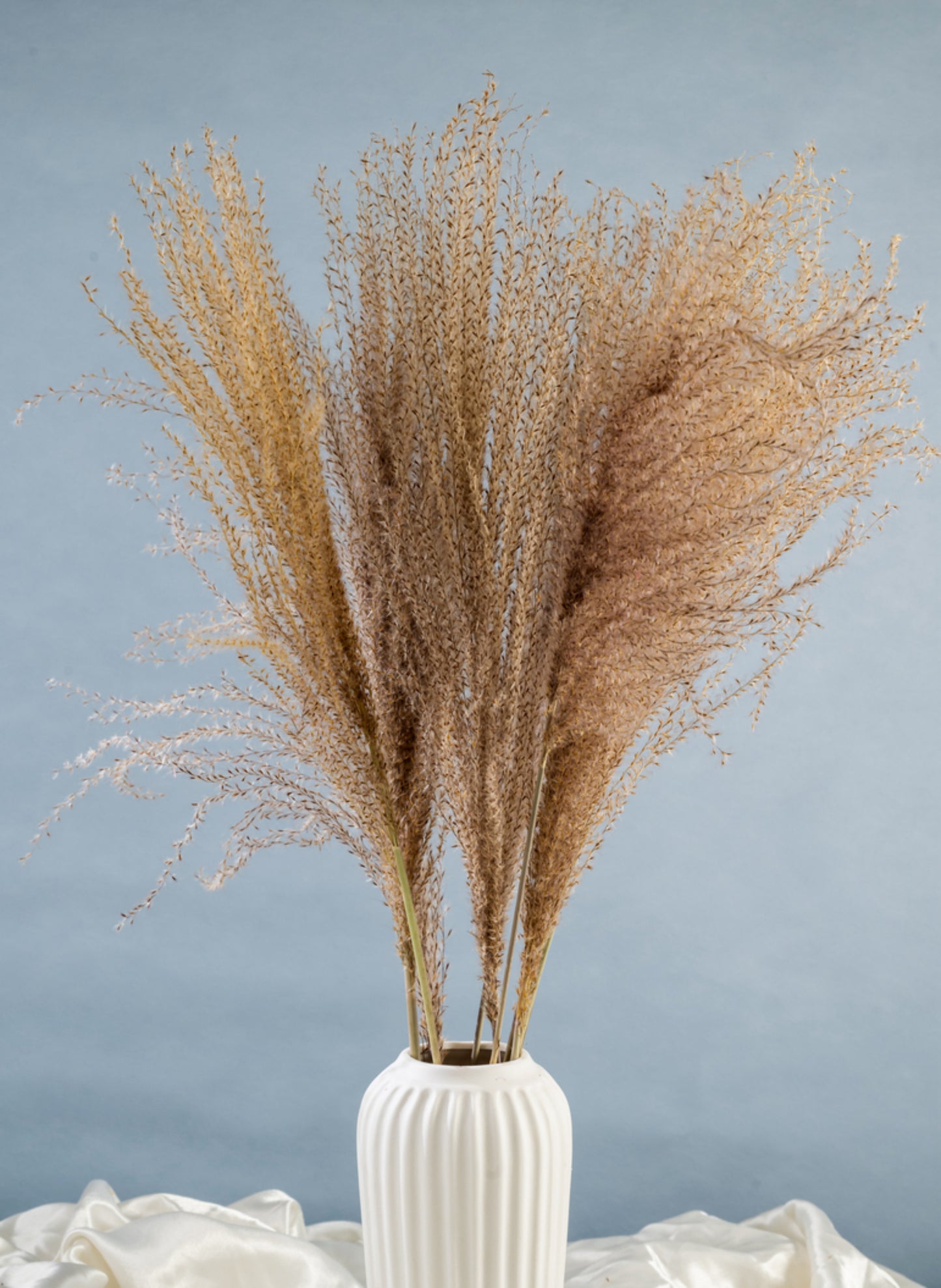 Dried Pampas Grass | Dried Reed Grass | Horsetail Whisk | Dry Florals | Flower Arrangement | Wedding Flower | Home Decor