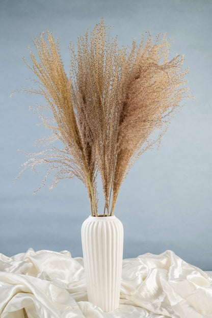 Dried Pampas Grass | Dried Reed Grass | Horsetail Whisk | Dry Florals | Flower Arrangement | Wedding Flower | Home Decor