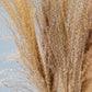 Dried Pampas Grass | Dried Reed Grass | Horsetail Whisk | Dry Florals | Flower Arrangement | Wedding Flower | Home Decor