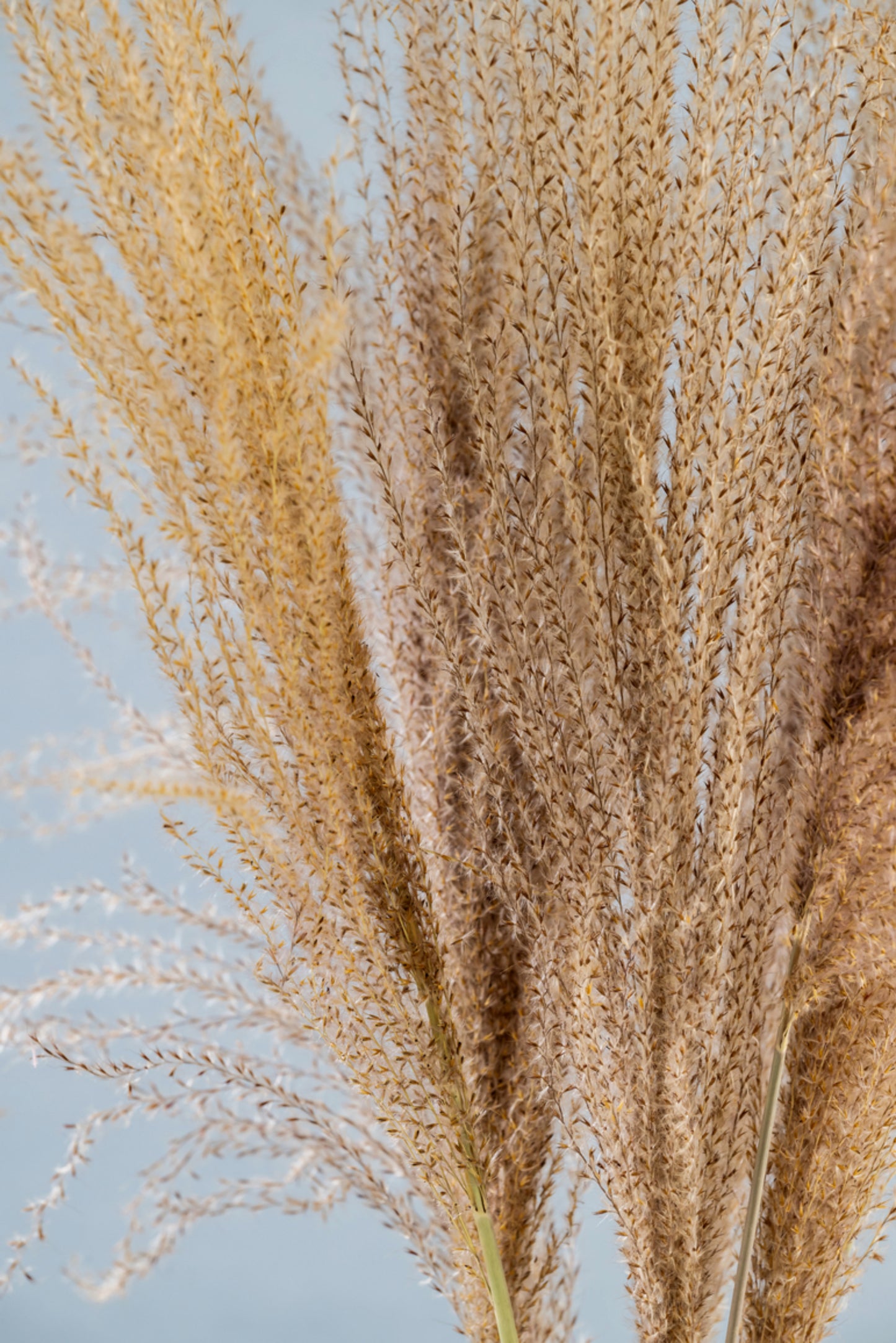 Dried Pampas Grass | Dried Reed Grass | Horsetail Whisk | Dry Florals | Flower Arrangement | Wedding Flower | Home Decor