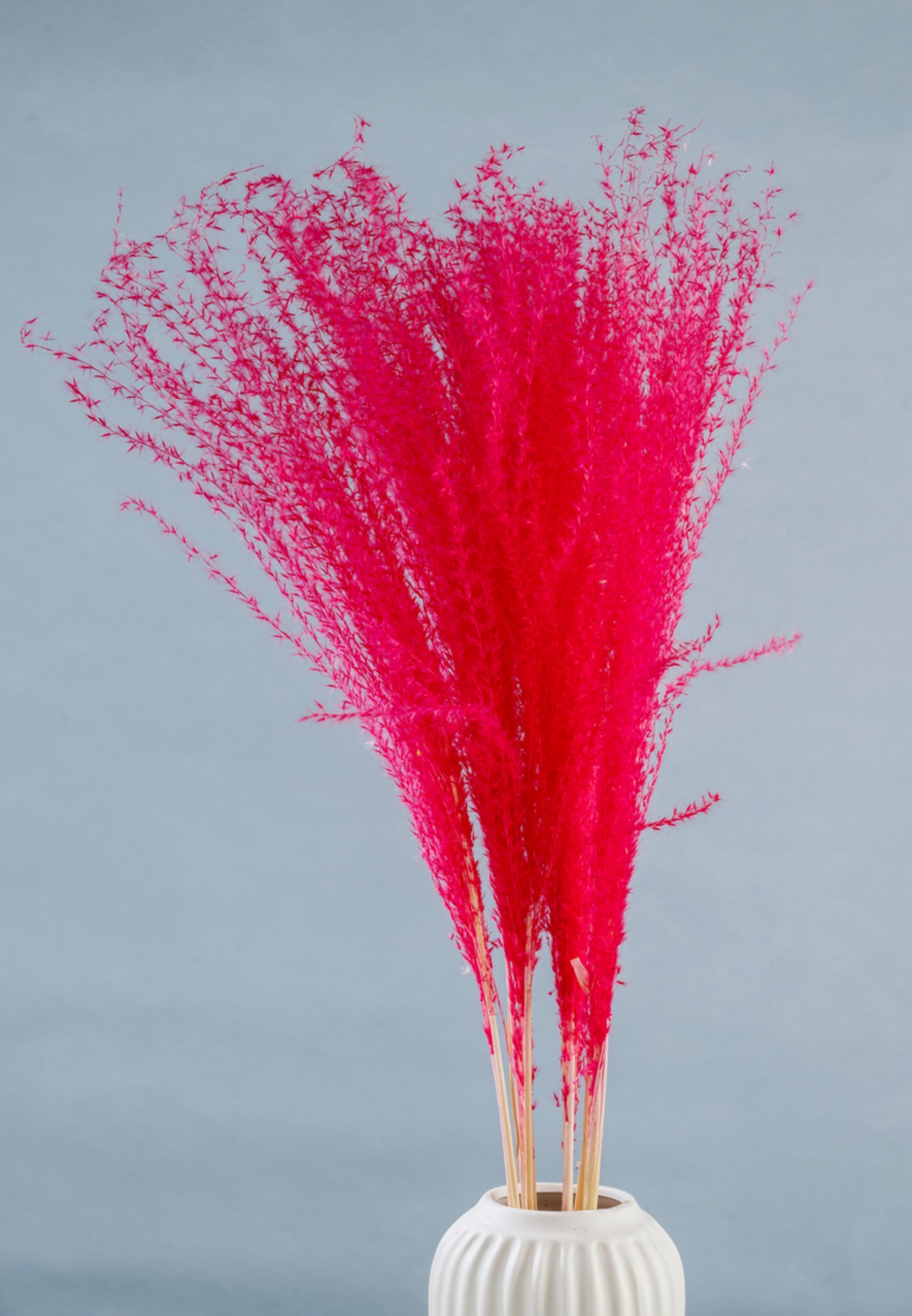 Dried Pampas Grass | Dried Reed Grass | Horsetail Whisk | Dry Florals | Flower Arrangement | Wedding Flower | Home Decor