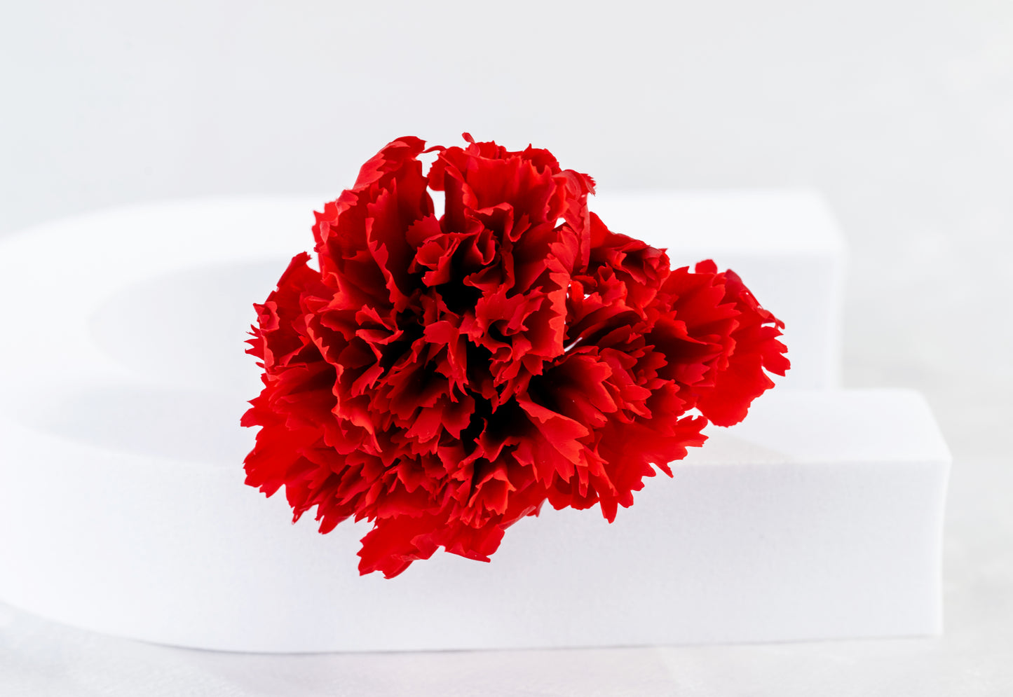 Preserved Carnation Head | Carnation Head Box | Wedding Decor | Arrangement Decor | Home DIY