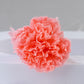 Preserved Carnation Head | Carnation Head Box | Wedding Decor | Arrangement Decor | Home DIY