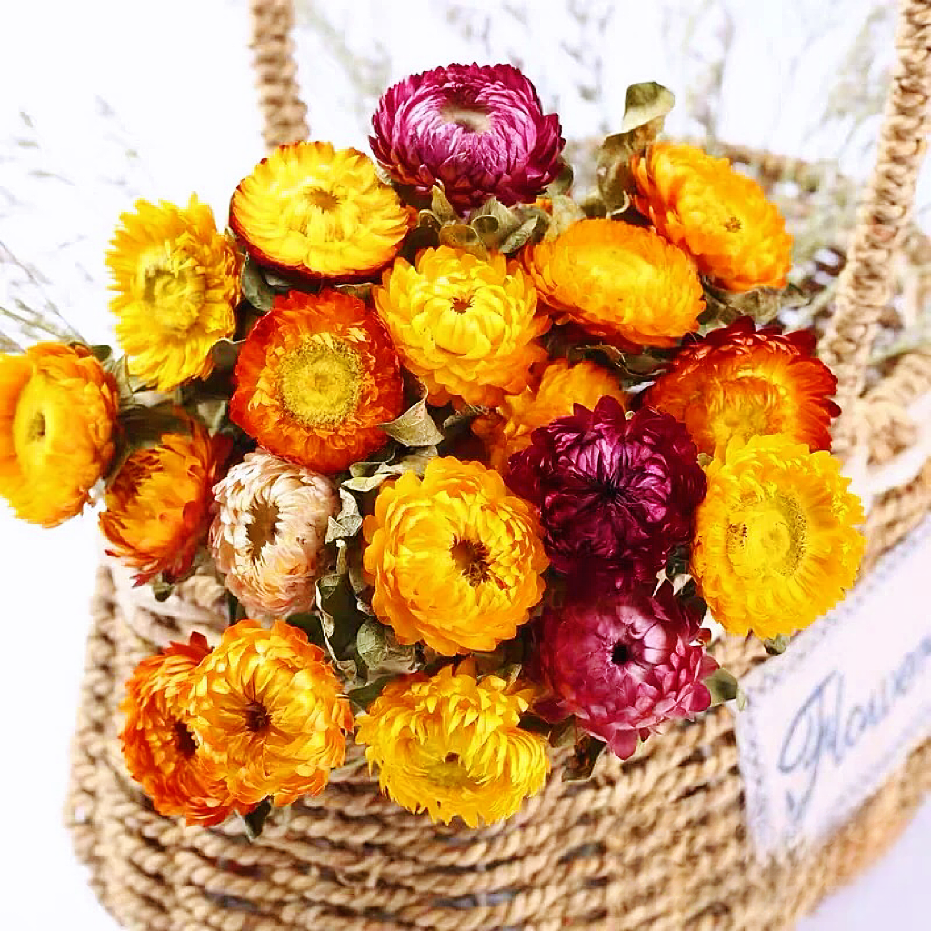 Dried Strawflower Bouquet | Strawflower with stems | Dried Helichrysum with stems | DIY Flower Arrangement | Party | Wedding | Home Decor