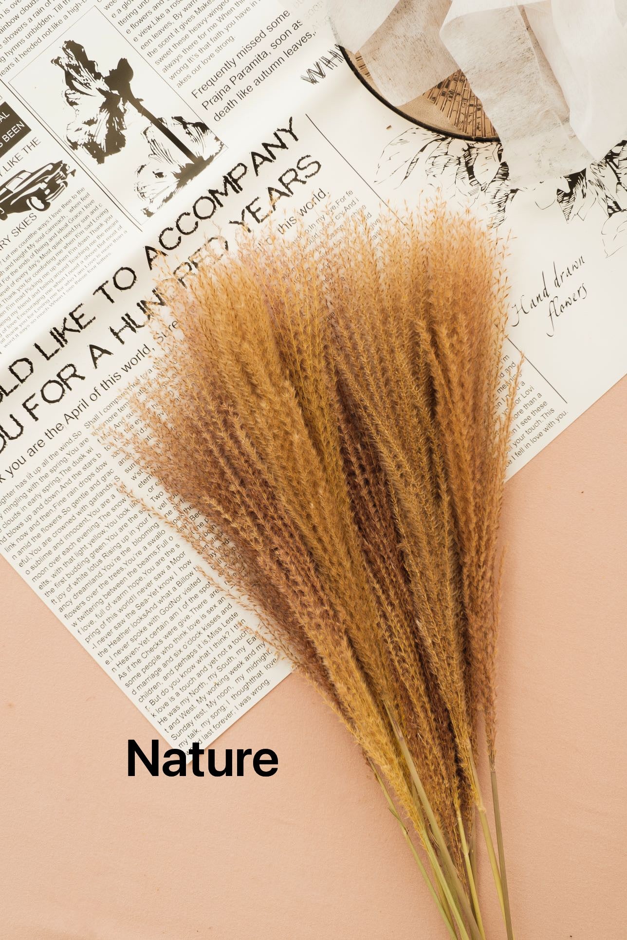 Dried Horsetail Whisk Pampas Grass -45stems| Dried Reed Pampas Grass | Nature flower Arrangements | Wedding | Office | Home | Events Decor