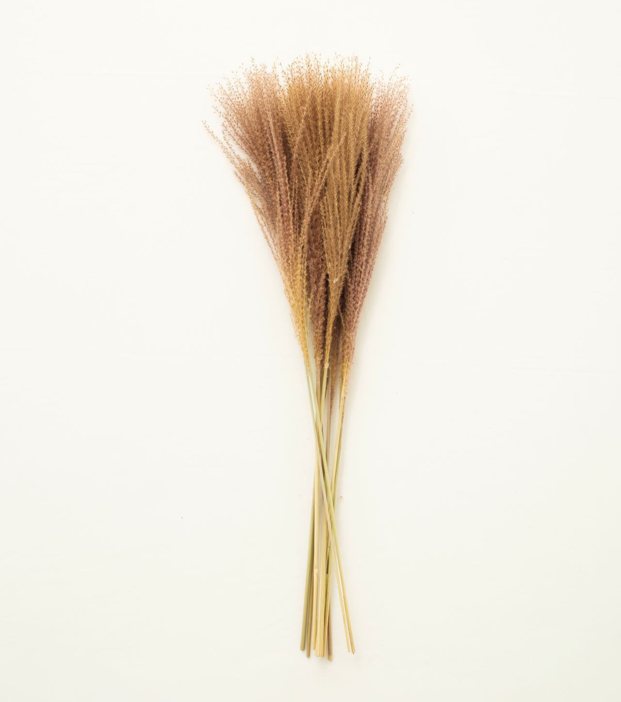 Dried Horsetail Whisk Pampas Grass -45stems| Dried Reed Pampas Grass | Nature flower Arrangements | Wedding | Office | Home | Events Decor