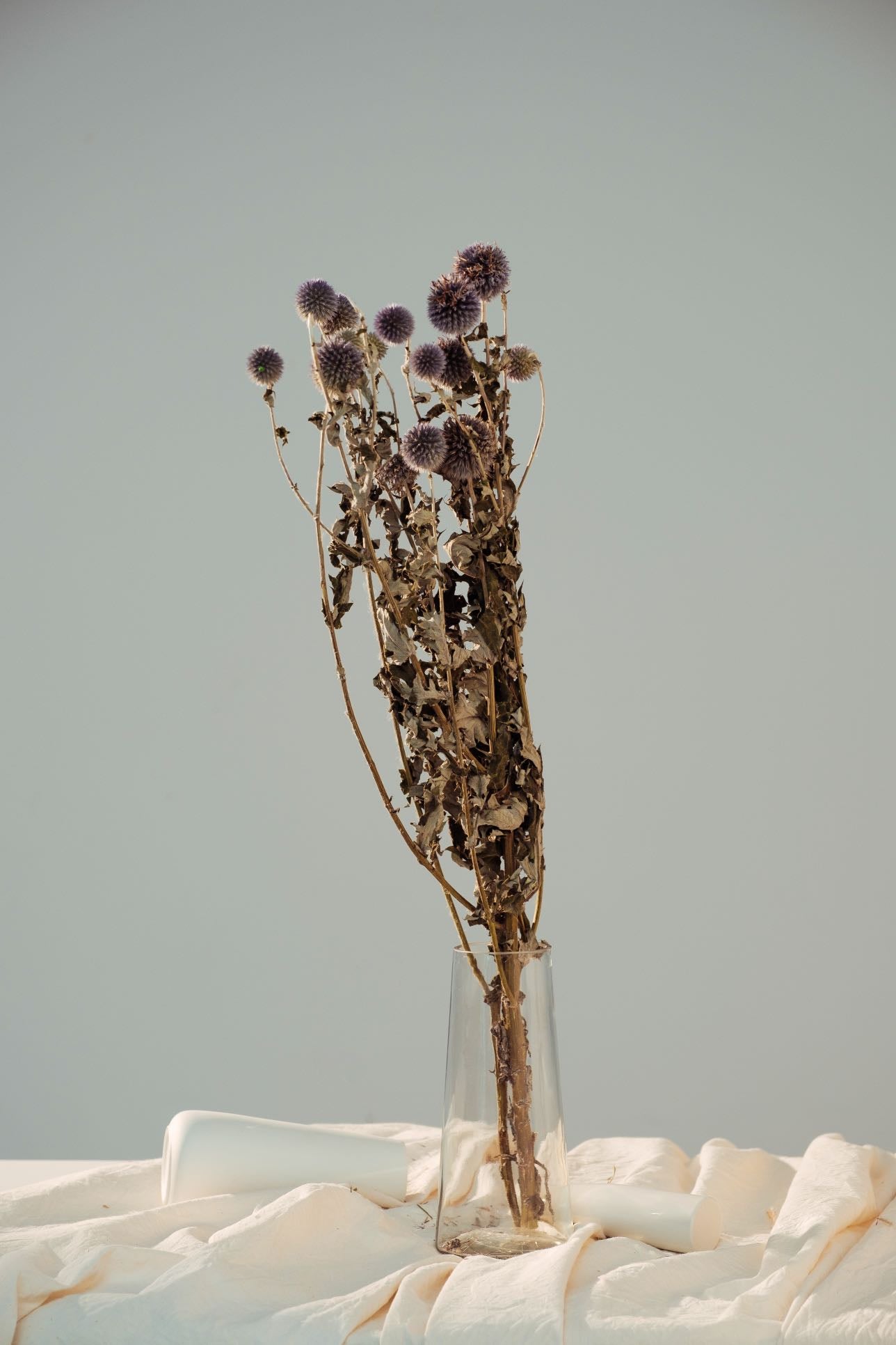 Dried Echinops Balls | Dried Echinops Globe Thistle | Preserved Nature Globe Thistle |Dusty Blue Flowers arrangement |Home | Wedding Decor