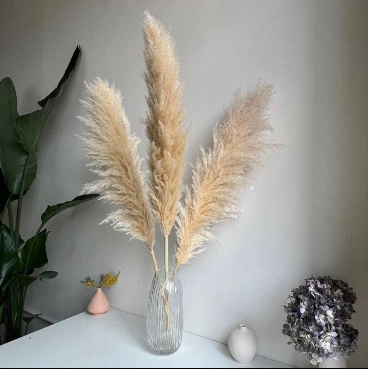 Dried XL Pampas Grass -5pcs | Fluffy Pampas Grass | Boho Wedding Decor | Home Bouquet | Party Decor