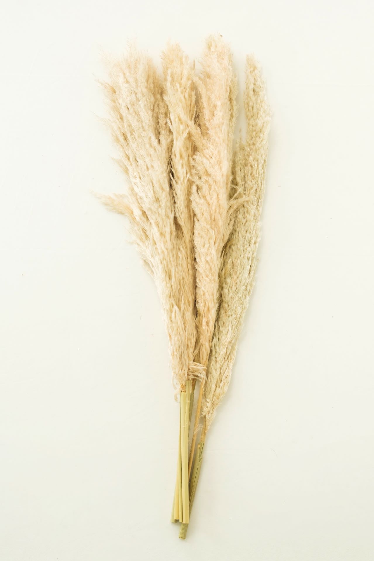 Dried XL Pampas Grass -5pcs | Fluffy Pampas Grass | Boho Wedding Decor | Home Bouquet | Party Decor