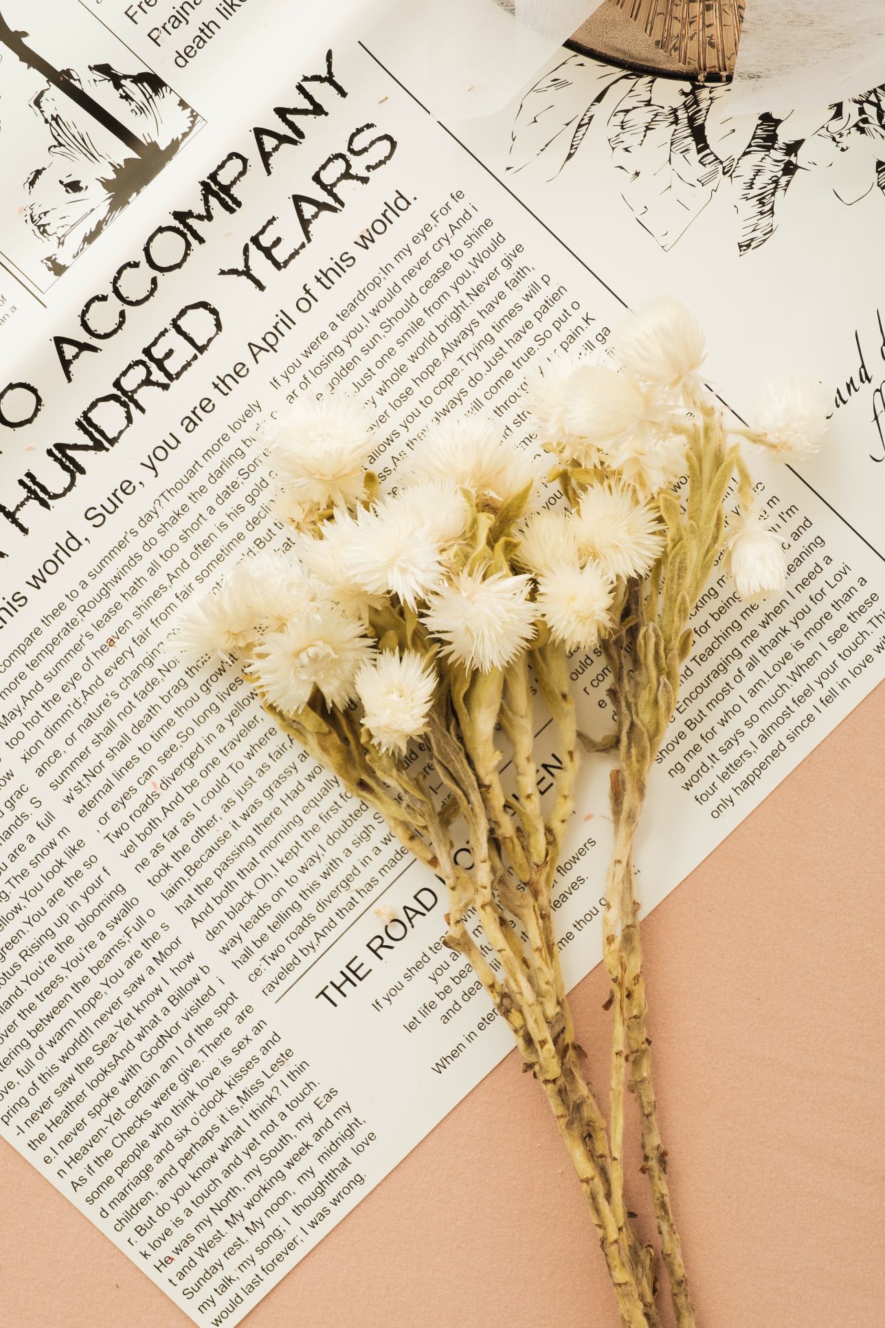 Dried Silver Daisy Flowers | Natural Everlasting Daisy Flower | White Helichrysums | Dry Florals | Flower Arrangement | Wedding Flower | Home Decor