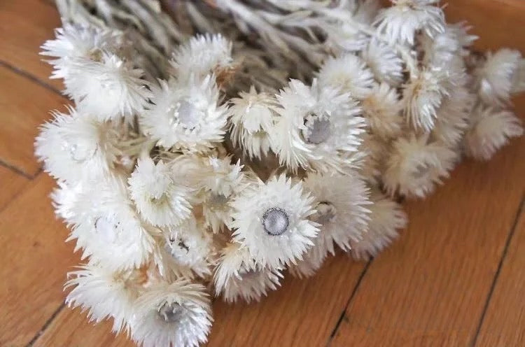 Dried Silver Daisy Flowers | Natural Everlasting Daisy Flower | White Helichrysums | Dry Florals | Flower Arrangement | Wedding Flower | Home Decor