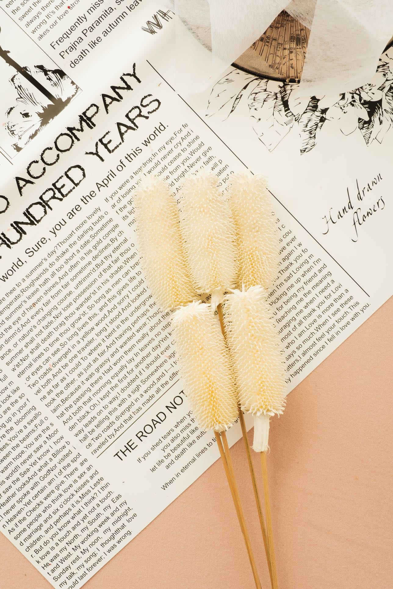 Preserved Teasels | Dried Dipsacus Sativus | Dried Dipsacus Stem |Dried Florals | Dried Bouquet | Home Decor | Flower Arrangement