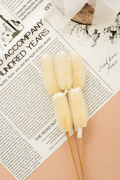 Preserved Teasels | Dried Dipsacus Sativus | Dried Dipsacus Stem |Dried Florals | Dried Bouquet | Home Decor | Flower Arrangement