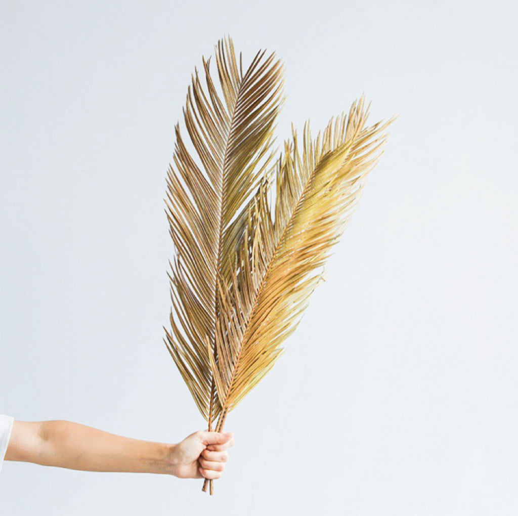 Dried Sago Palm -2 stems | Dried Palms Leaves | Preserved Palm | Palm Fronds | Wedding | Home Decor