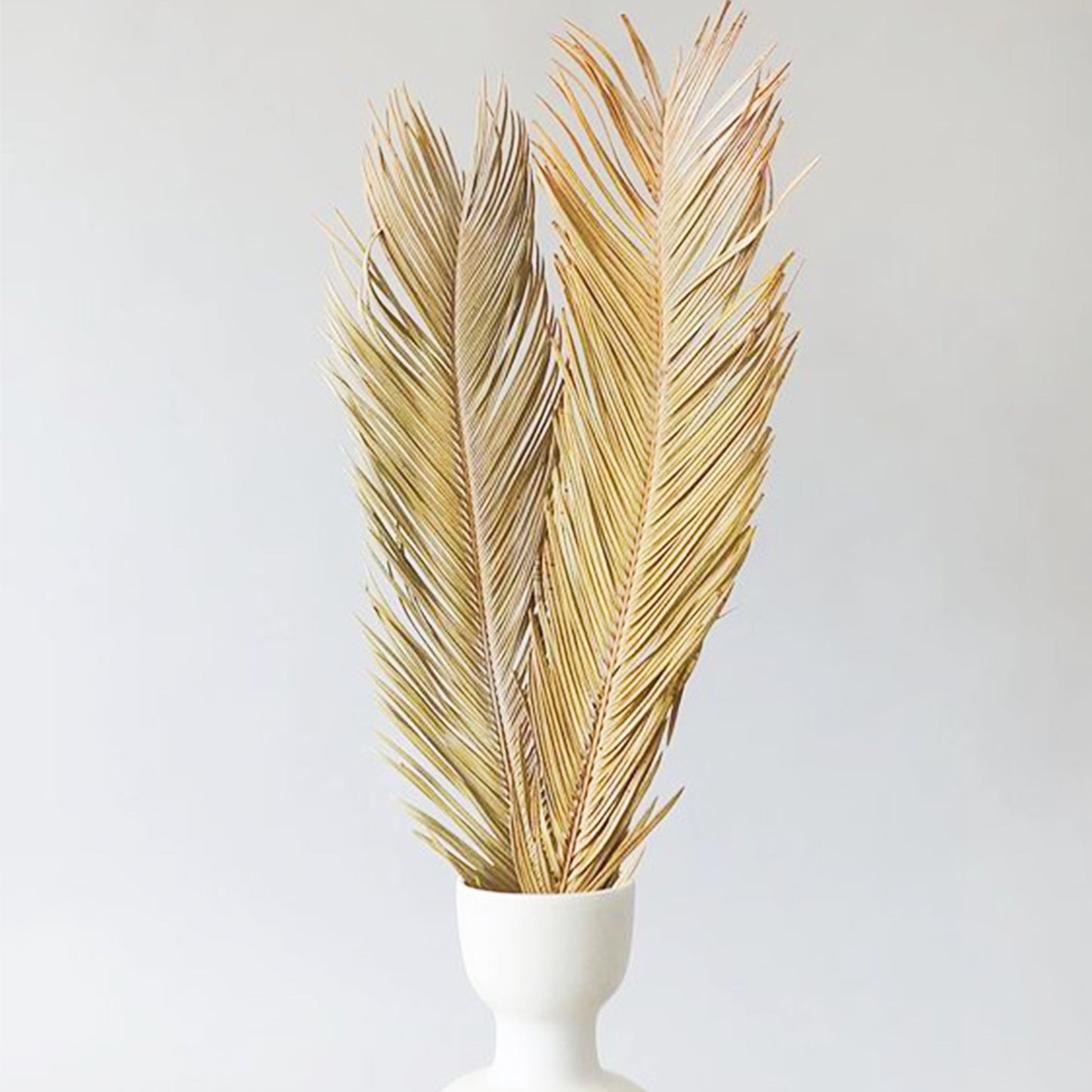 Dried Sago Palm -2 stems | Dried Palms Leaves | Preserved Palm | Palm Fronds | Wedding | Home Decor