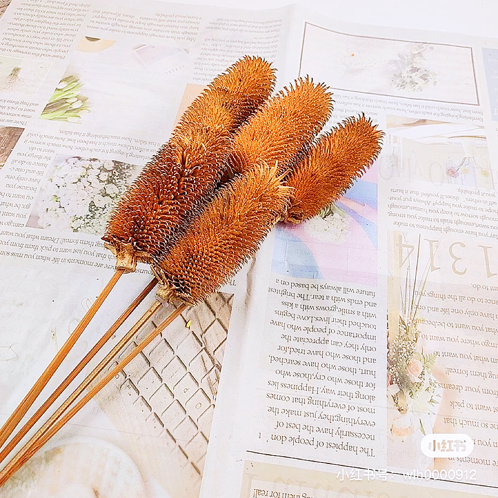 Preserved Teasels | Dried Dipsacus Sativus | Dried Dipsacus Stem |Dried Florals | Dried Bouquet | Home Decor | Flower Arrangement