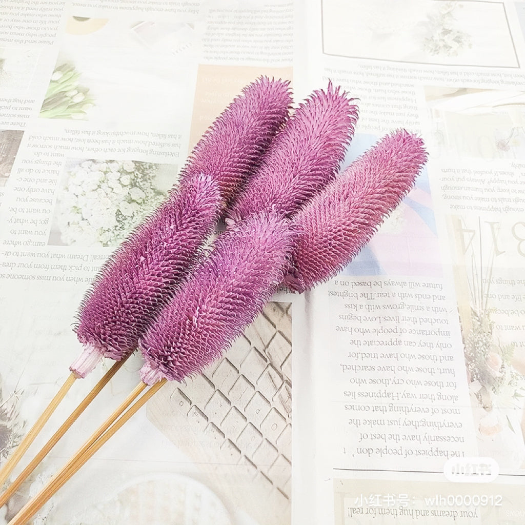 Preserved Teasels | Dried Dipsacus Sativus | Dried Dipsacus Stem |Dried Florals | Dried Bouquet | Home Decor | Flower Arrangement