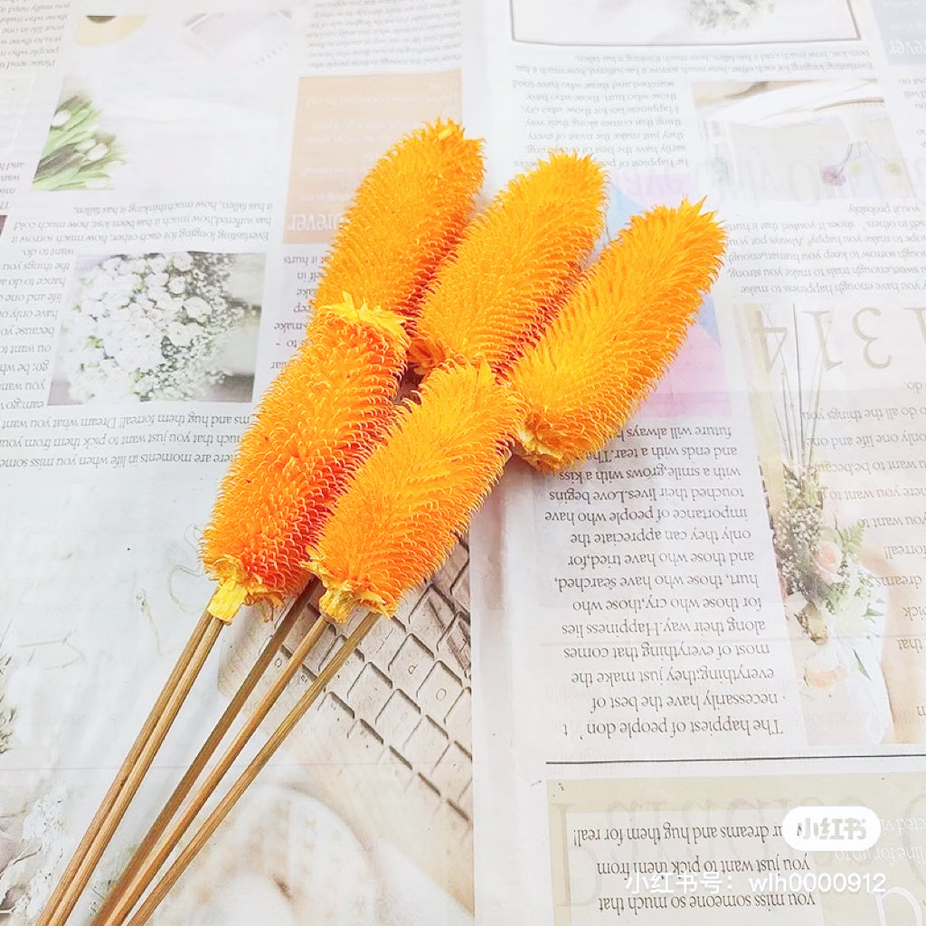 Preserved Teasels | Dried Dipsacus Sativus | Dried Dipsacus Stem |Dried Florals | Dried Bouquet | Home Decor | Flower Arrangement