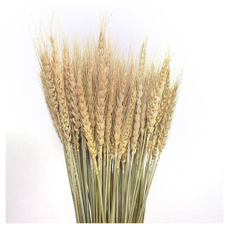 Dried Wheat Bundle| 100 stems Natural Wheat stalks | DIY Home Decor | Wedding Decor